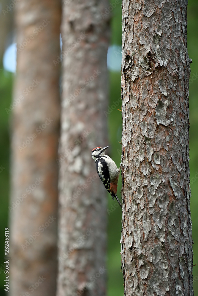 Great woodpecker in forest, trees in a background Great woodpecker in forest, trees in a background