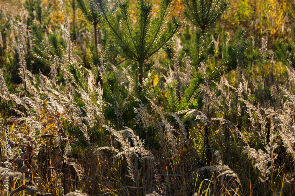 Dried flowers on the field in autumn Dried flowers on the field in autumn