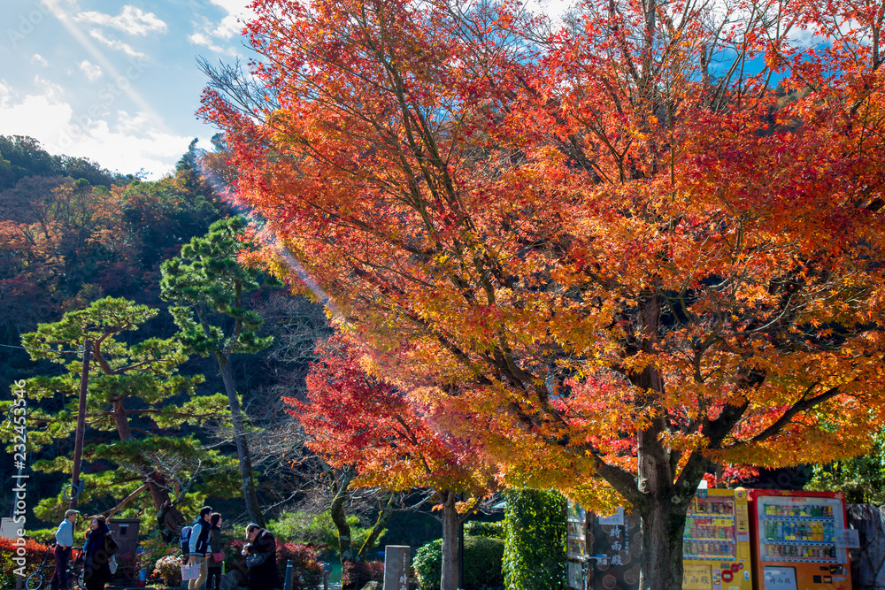 Fall Foliage of Red maple leaf leaves background on Autumn at Arashiyama, Kyoto Prefecture, Japan on November 2017