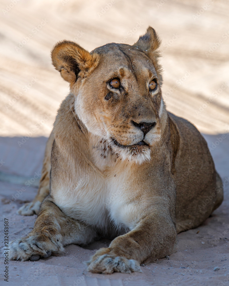 Obraz premium Lioness resting in Kgalagadi Transfrontier Park in South Africa