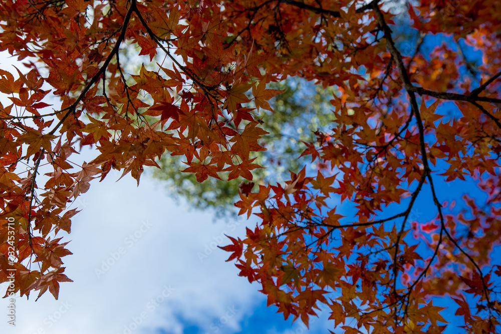 Fall Foliage of Red maple leaf leaves background on Autumn at Arashiyama, Kyoto Prefecture, Japan on November 2017 Fall Foliage of Red maple leaf leaves background on Autumn at Arashiyama, Kyoto Prefecture, Japan on November 2017