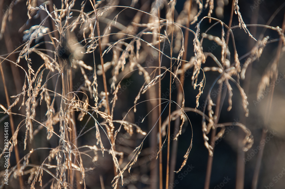 Obraz premium Dried flowers on the field in autumn