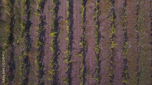 flight over vineyard in autumn, drone shot photo