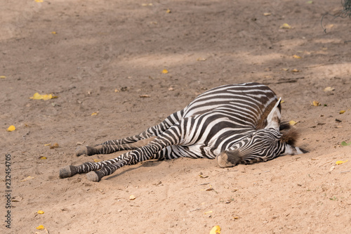 Equus quagga - zebra lying outside.