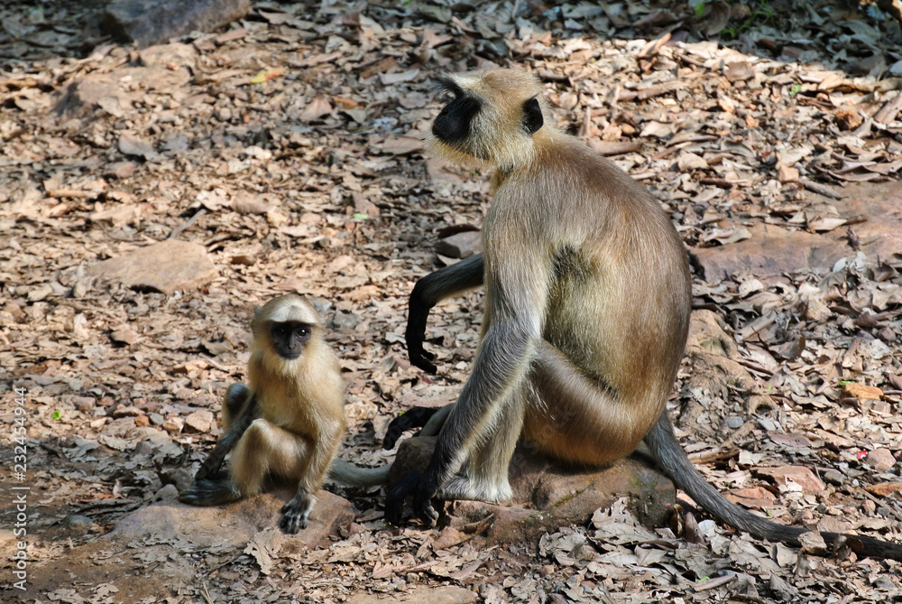 Gray langur monkeys