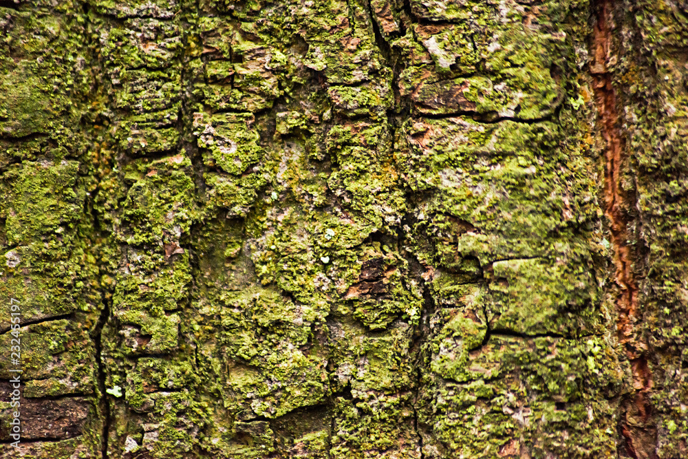 Fototapeta premium Green texture of old tree bark
