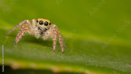 Araignée sauteuse - Carrhotus xanthogramma femelle juvénile
