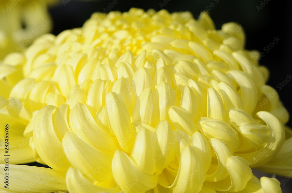 黄色い菊の花 黄色い菊の花