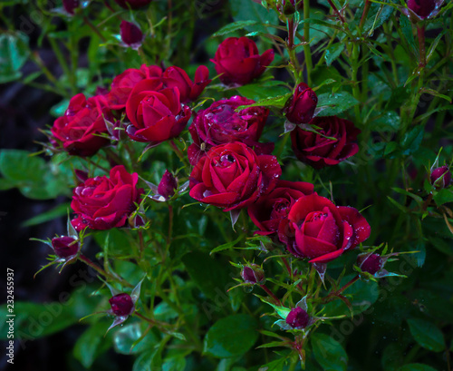 blooming miniature red kordana rose shrub in garden