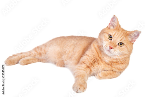 Lying tabby ginger cat isolated on white background.