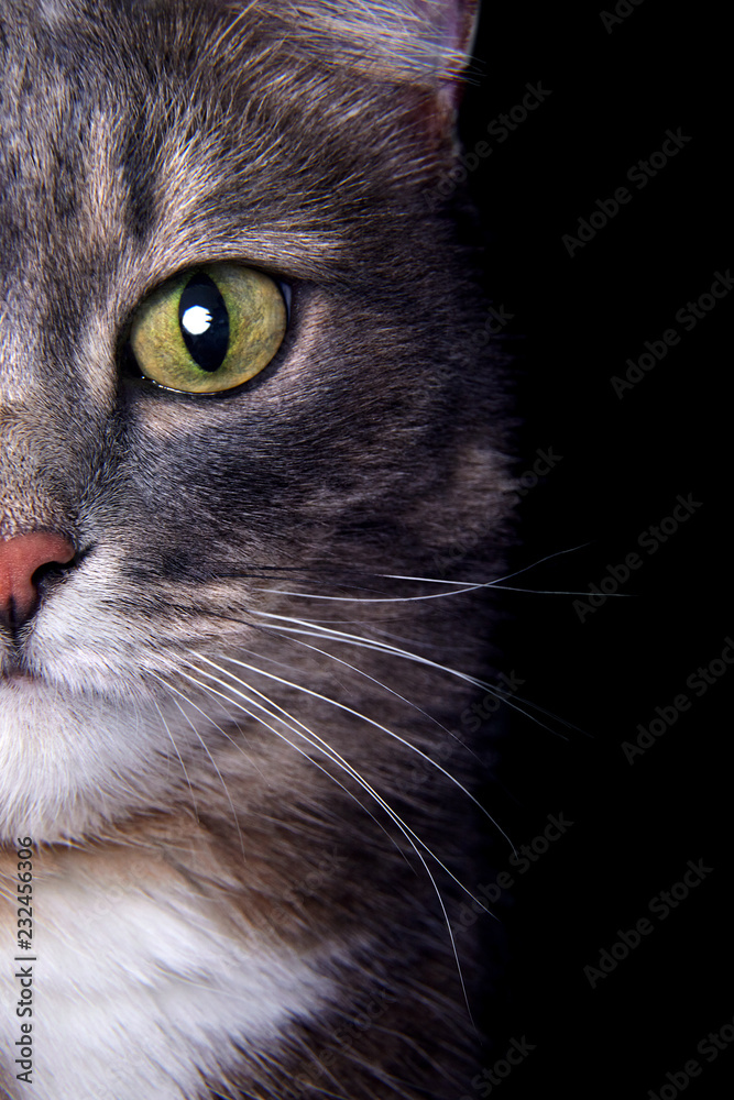 Close up portrait of gray cat with green eyes.