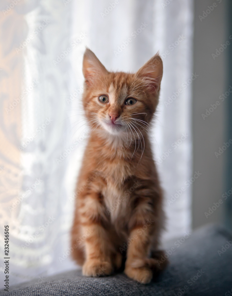 ginger small cute kitten.