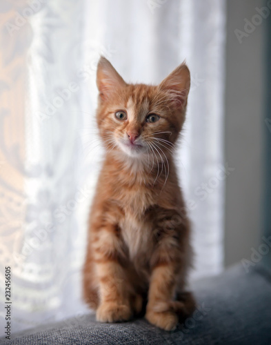 ginger small cute kitten.