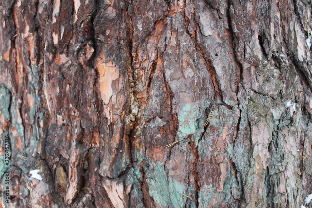 Relief brown bark of a large tree-background and texture Relief brown bark of a large tree-background and texture