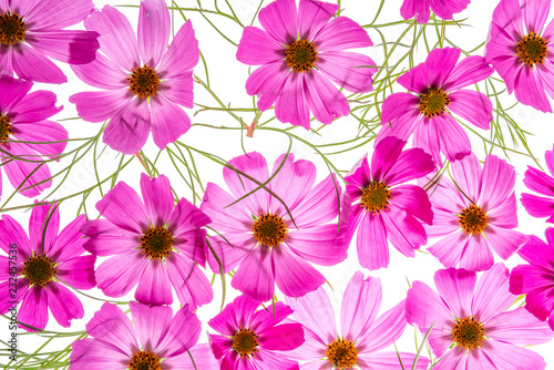 a beautiful floral background from flower petals