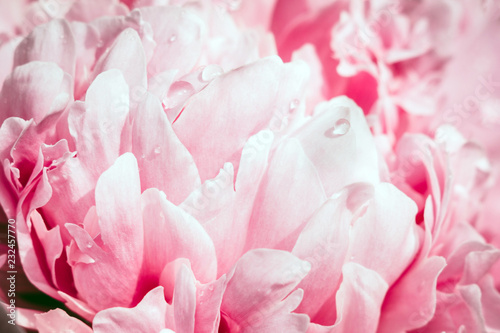 pink flowers peonies closeup © Алексей Филатов