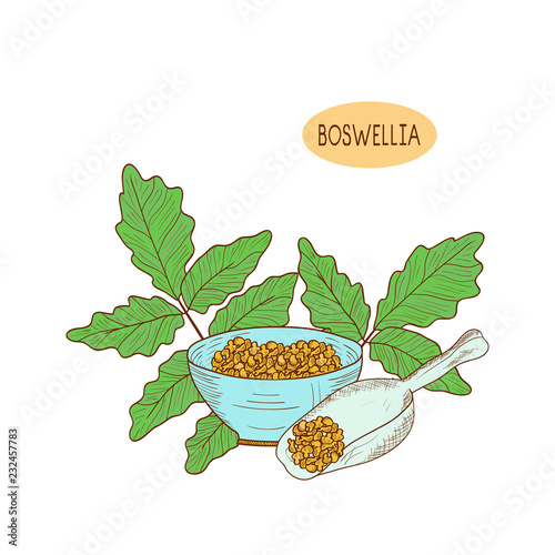 Boswellia. Plant. Branch, leaves.  Sketch. Set. On a white backg