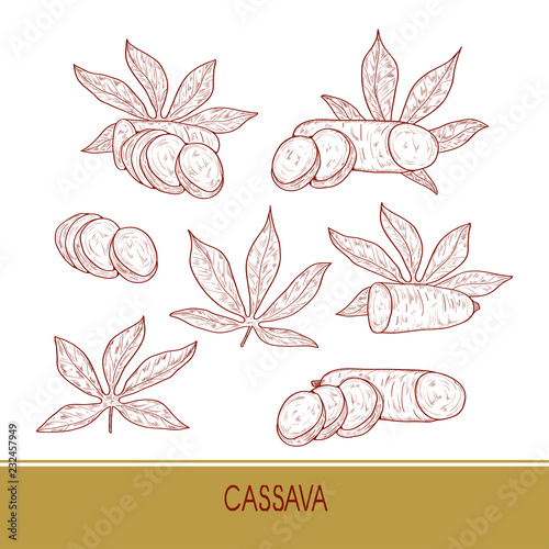 Fototapeta Naklejka Na Ścianę i Meble -  Cassava. Tuber leaves. Sketch. On a white background. Set.