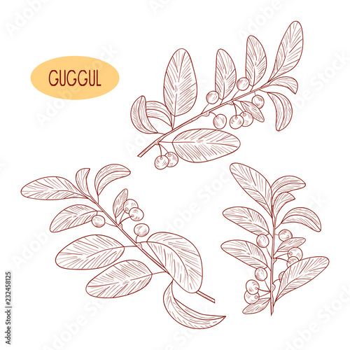Guggul. Plant. Branch, leaves, fruit. Sketch. Monochrome.