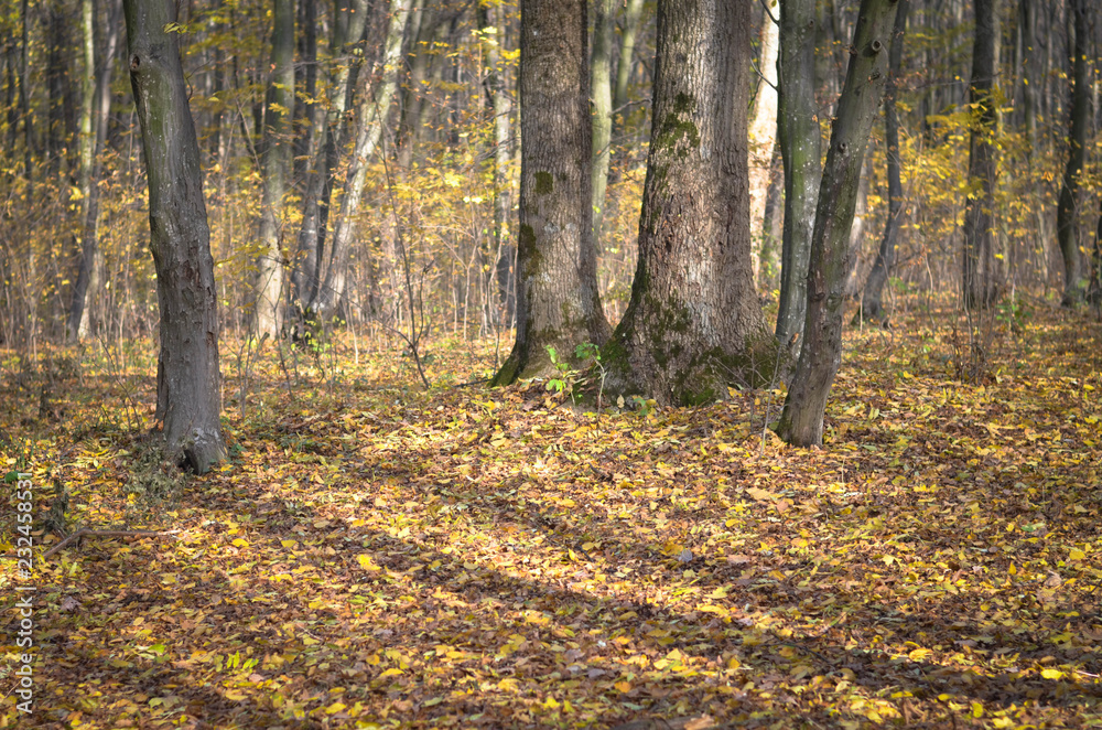 Fototapeta premium autumn in the forest