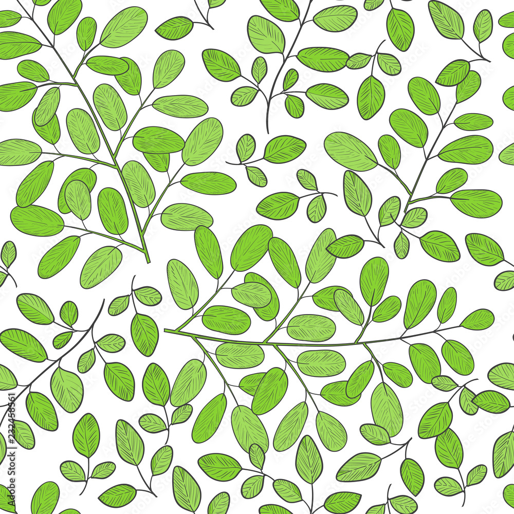 Moringa. Background, wallpaper, seamless. Sketch. Color pattern