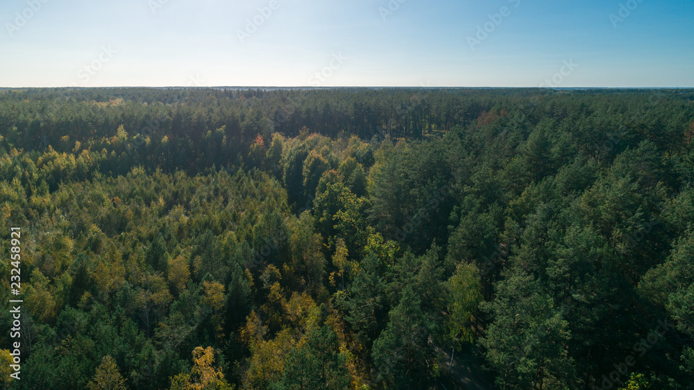 Aerial view of the pine forest