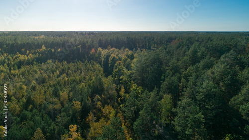 Aerial view of the pine forest © LALSSTOCK