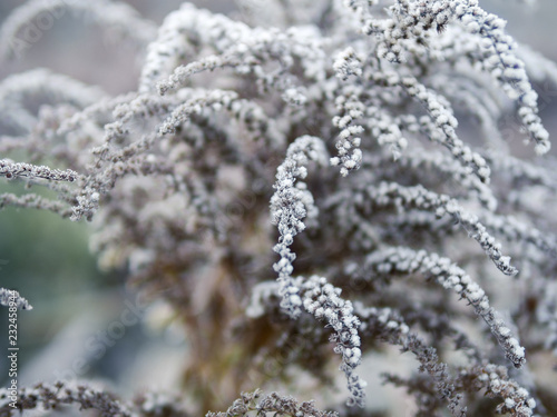 Plants in frost early foggy morning in late autumn © pavelkant