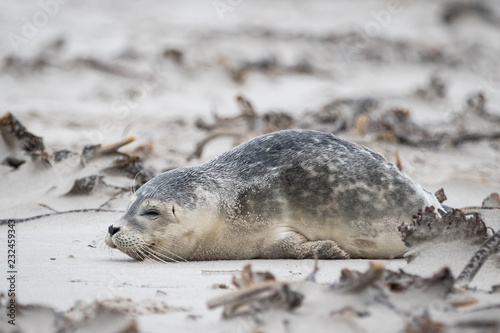 Seal at the beach (Phoca vitulina)