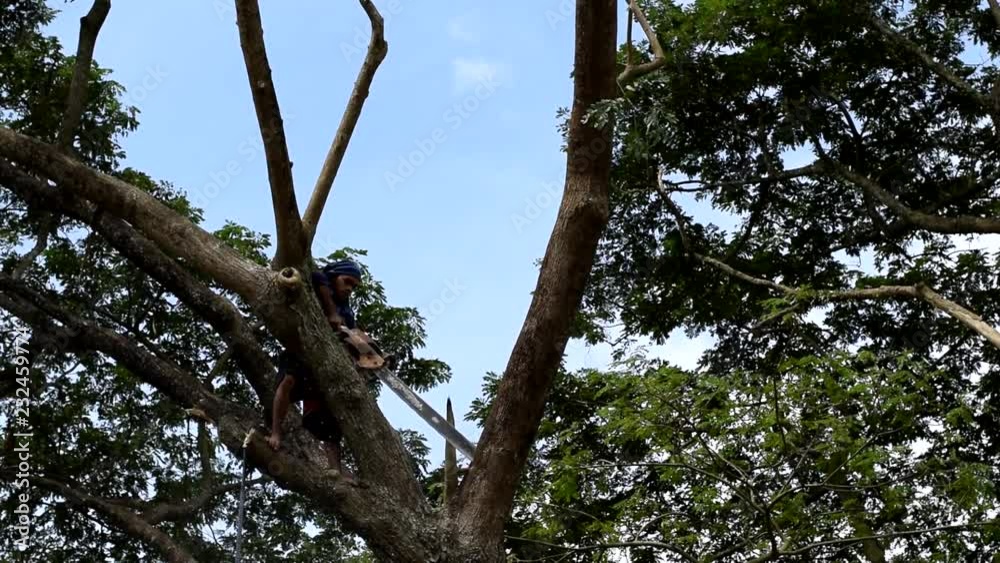 San Pablo City, Laguna, Philippines - November 22, 2017: Lumberjack cuts huge tree branch with the use of chainsaw on tree top San Pablo City, Laguna, Philippines - November 22, 2017: Lumberjack cuts huge tree branch with the use of chainsaw on tree top