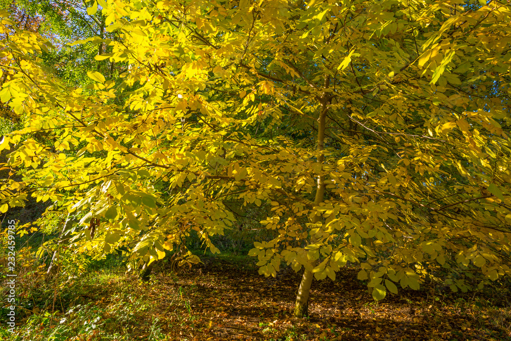 Foliage of trees in fall colors in sunlight in autumn Foliage of trees in fall colors in sunlight in autumn
