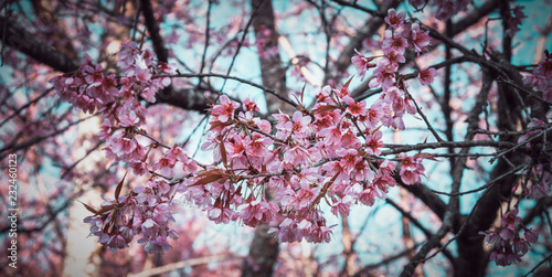 Wild Himalayan Cherry blossoms in Khunwang, Chiang Mai, Thailand. (vintage tone)