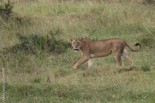 Lioness in Kenya