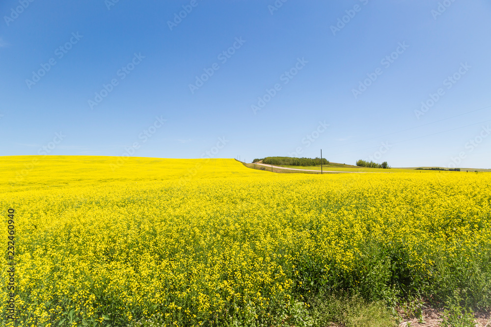 Obraz premium Golden canola flowers on a farm in Canadian province of Alberta