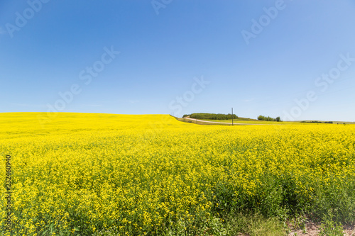 Golden canola flowers on a farm in Canadian province of Alberta