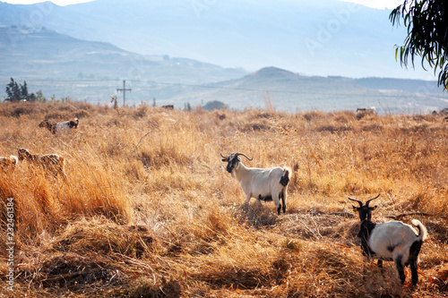 Beautiful rural landscape, several goats graze in a field at sunset, Kos island, Greece