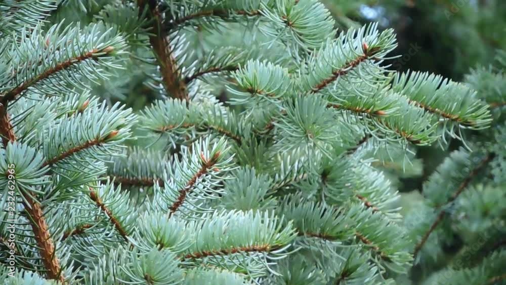 Blue spruce branches swaying in the wind Blue spruce branches swaying in the wind