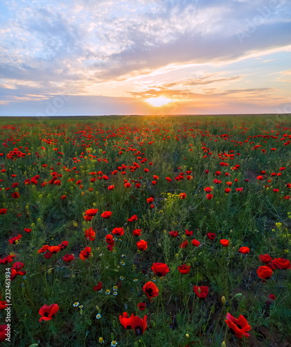 Spring steppe at sunset. Blooming poppy steppe. Poppies bloom  poppy at sunset