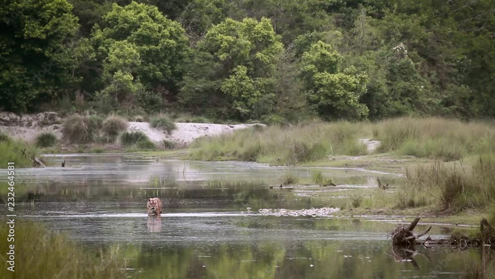 Bengal tiger male crossing river in Bardia national park, Nepal - specie Panthera tigris family of felidae Bengal tiger male crossing river in Bardia national park, Nepal - specie Panthera tigris family of felidae