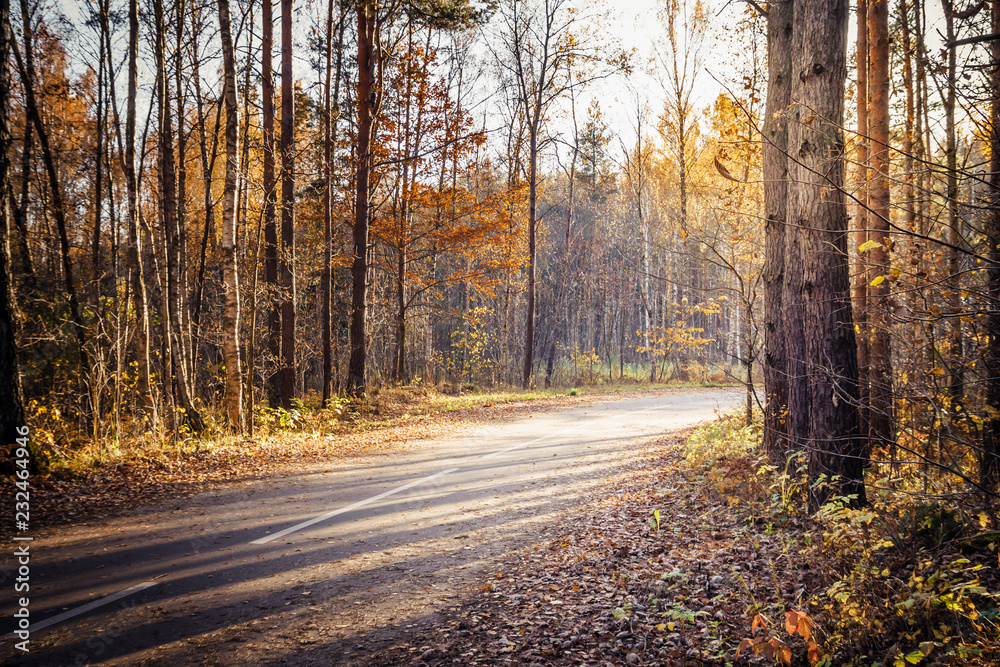 Morning country road through the pine forest