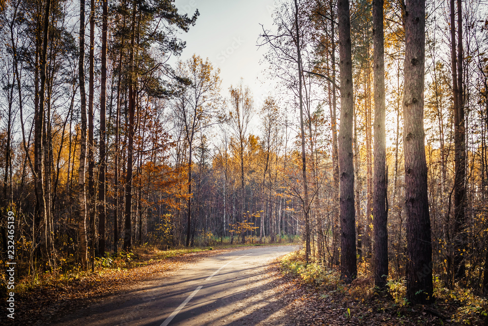 Morning country road through the pine forest Morning country road through the pine forest