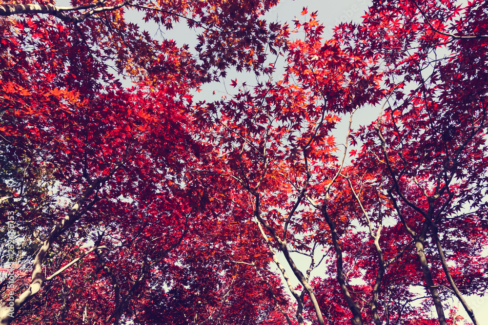 Autumn season colorful of leaves in Hokkaido Japan Autumn season colorful of leaves in Hokkaido Japan