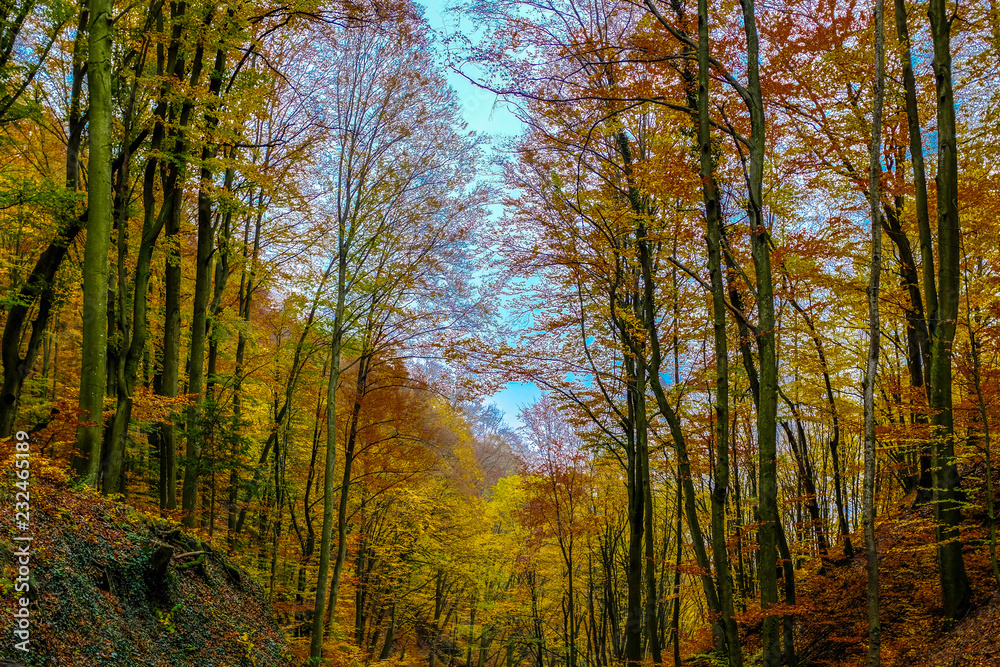 Herbstwald, 2018