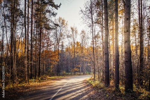 Fototapeta Naklejka Na Ścianę i Meble -  Morning country road through the pine forest