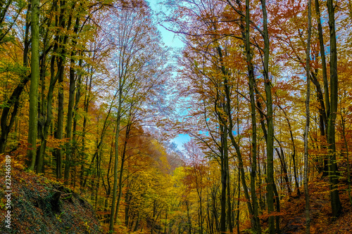 Herbstwald, 2018