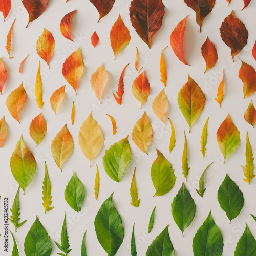 Creative pattern of colorful autumn or fall leaves. Flat lay, top view. Changing season concept. Nature composition.