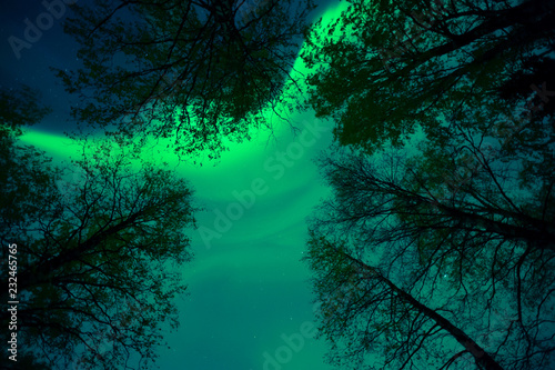 Aurora borealis corona above treetops