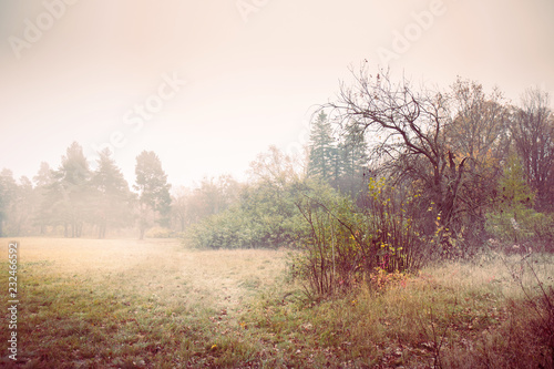 Misty autumn landscape, toned
