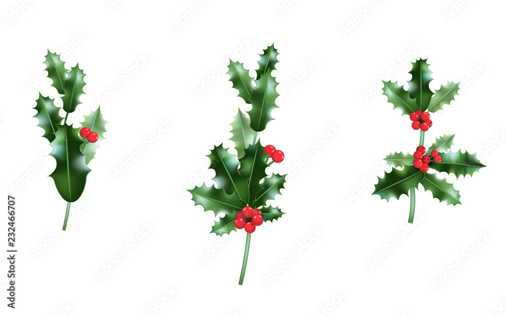 Holly branches set