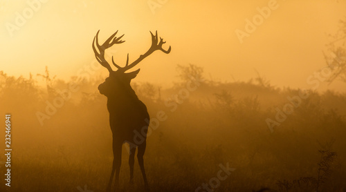 Red Deer Silhouette